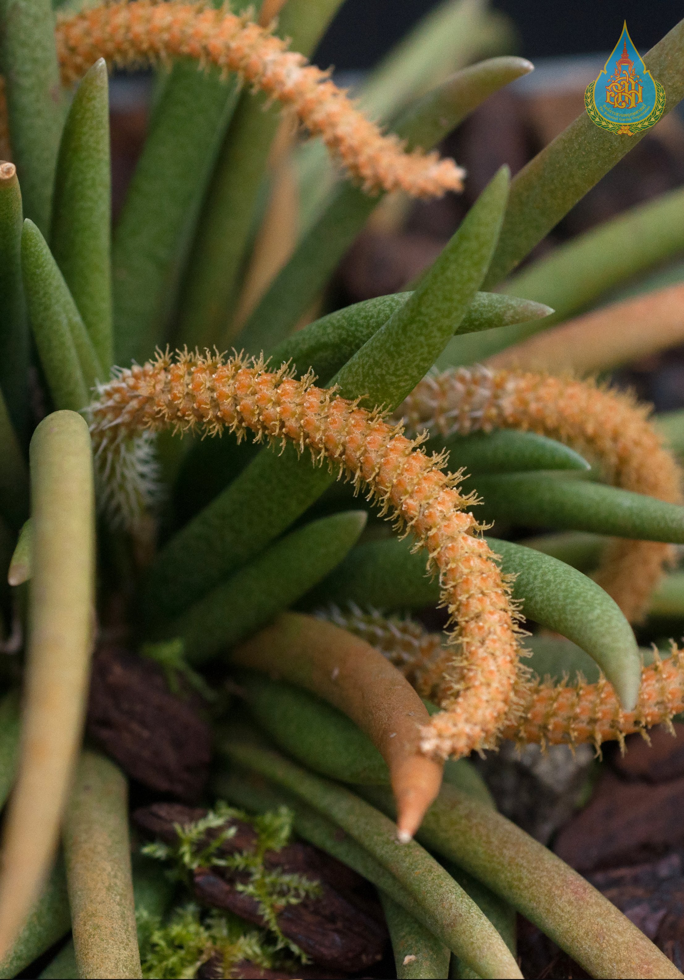 เอื้องหางปลา Oberonia cavaleriei Finet<br/>ORCHIDACEAE